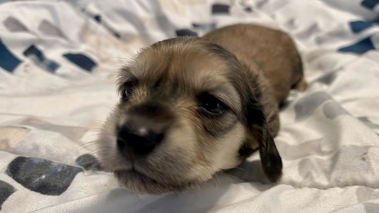 Brindle Colored Mimi’s Dachshunds