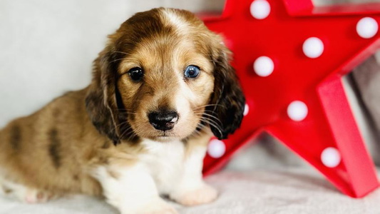 Chocolate Dapple Colored KNG FARMS Dachshund