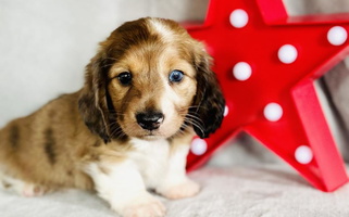 Chocolate Dapple Colored KNG FARMS Dachshund Dachshund for Lake City, FL