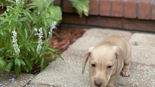 Cream Colored Lucky Dog Dachshund