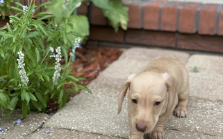 Cream Colored Lucky Dog Dachshund Dachshund for Brandon, FL