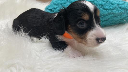 Black Colored White's Mississippi Doxies Dachshund