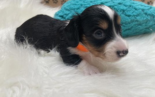 Black Colored White's Mississippi Doxies Dachshund Dachshund for Senatobia, MS