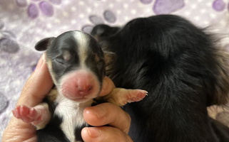 Black Fink Dachshund Farm Dachshund for Hensley, AR