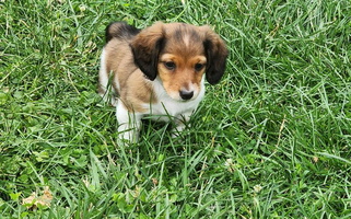 Black and Happy Tails Doxie's Dachshund Dachshund for Piqua, OH