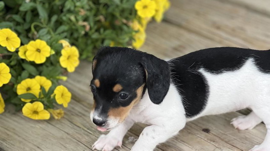 Black and White Colored Hounds by Mishelle Dachshund