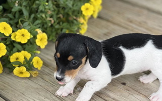 Black and White Colored Hounds by Mishelle Dachshund Dachshund for Carthage, MO