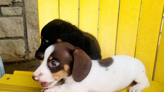 Chocolate and Tan Colored Starr Springs Doxies Dachshund