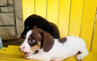 Chocolate and Tan Colored Starr Springs Doxies Dachshund Dachshund for Stilwell, OK