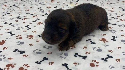 Red Colored Southern Dachshunds