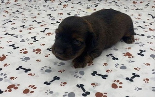 Red Colored Southern Dachshunds Dachshund for Killeen, TX