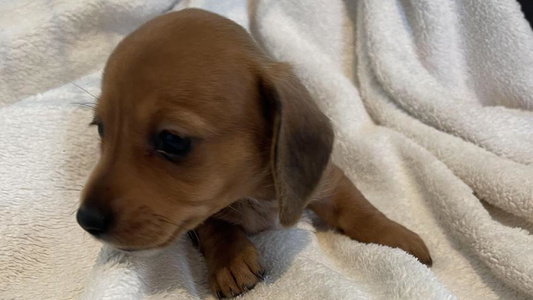 Brown Colored Dearhaven Doxie Dachshund