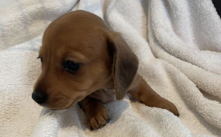 Brown Colored Dearhaven Doxie Dachshund Dachshund for Mead, WA