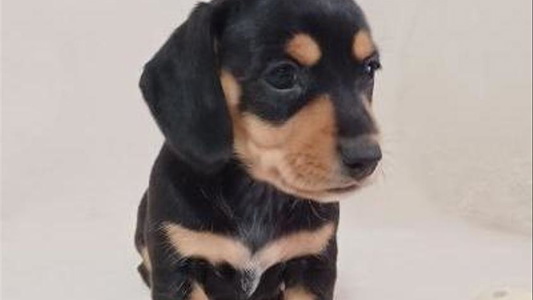 Black and Tan Colored Beautiful Desert Diamond Dachshunds