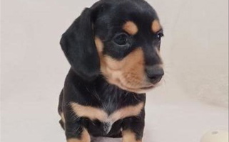 Black and Tan Colored Beautiful Desert Diamond Dachshunds Dachshund for Tonopah, AZ