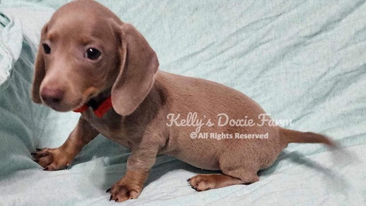 Chocolate Colored Kelly's Doxie Farm Dachshund