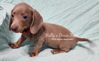 Chocolate Colored Kelly's Doxie Farm Dachshund Dachshund for Cleveland, TN