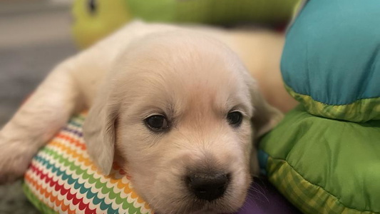 Golden Colored Ski Ridge Golden Retrievers