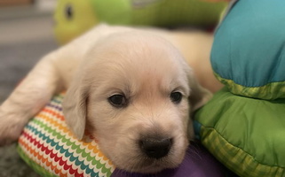 Golden Colored Ski Ridge Golden Retrievers Golden Retriever for Tuckahoe, NY