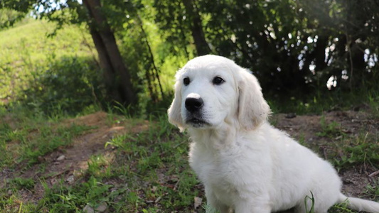 Light Golden Colored  VS Golden Fields Golden Retriever