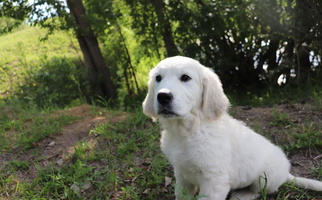 Light Golden Colored  VS Golden Fields Golden Retriever Golden Retriever for Fairfield, MT