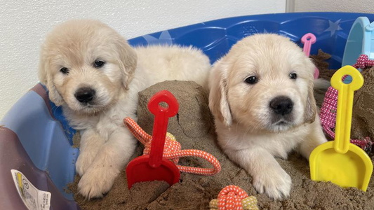 Light Golden Colored Sweet High Society Farm Golden Retriever