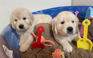 Light Golden Colored Sweet High Society Farm Golden Retriever Golden Retriever for Linden, MI