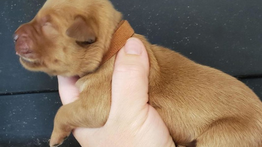 Dark Golden Colored Eagle Ridge Golden Retrievers