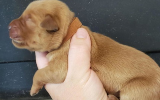 Dark Golden Colored Eagle Ridge Golden Retrievers Golden Retriever for Lanesboro, MN