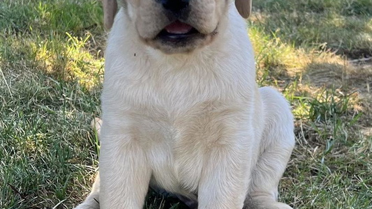 Yellow Colored LakeHouse Labrador Retriever LLC