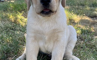 Yellow Colored LakeHouse Labrador Retriever LLC Labrador Retriever for Eugene, OR