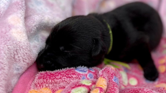 Black Colored Osborne Family Labrador Retrievers