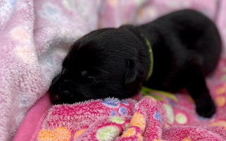 Black Colored Osborne Family Labrador Retrievers Labrador Retriever for Alger, OH