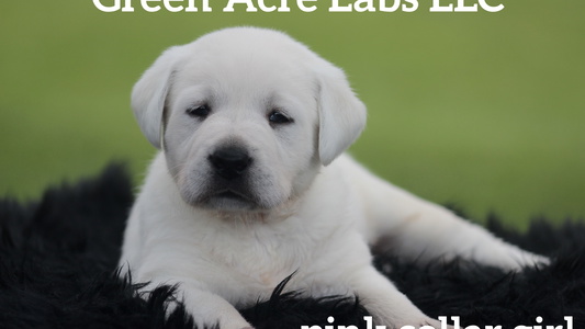 Yellow Colored Green Acre Labs LLC Labrador Retriever