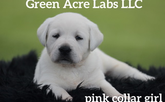 Yellow Colored Green Acre Labs LLC Labrador Retriever Labrador Retriever for Fairborn, OH