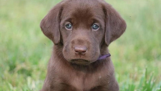 Brown Colored Triple Creek Kennel Labrador Retriever