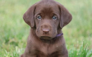 Brown Colored Triple Creek Kennel Labrador Retriever Labrador Retriever for Capron, VA