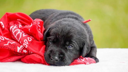 Black Colored Bourbon Country Labrador Retrievers