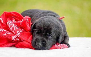 Black Colored Bourbon Country Labrador Retrievers Labrador Retriever for Lexington, KY