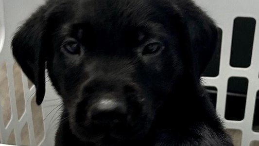 Black Colored Cute Kailani Labradors Retriever