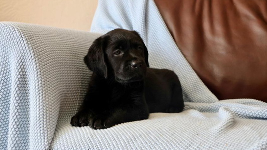 Black Colored Twisted Ranch Labrador Retrievers