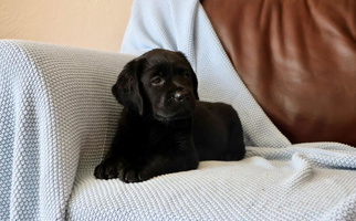 Black Colored Twisted Ranch Labrador Retrievers Labrador Retriever for Citrus Heights, CA