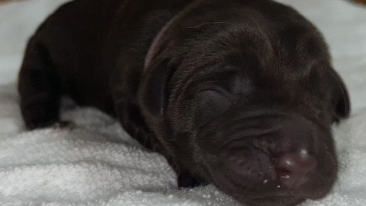 Chocolate Colored Lena’s AKC Labrador Retrievers