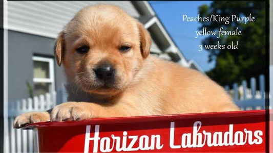 Yellow Colored Horizon Labradors LLC Retriever