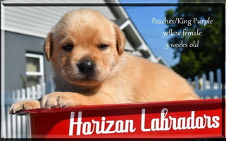 Yellow Colored Horizon Labradors LLC Retriever Labrador Retriever for Canon, GA