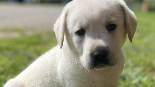 Yellow Colored Leadhill Labs Labrador Retriever