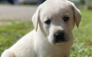 Yellow Colored Leadhill Labs Labrador Retriever Labrador Retriever for Mansfield, MO