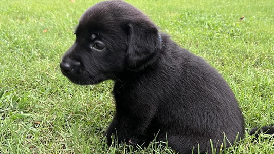 Black Colored Silver Ridge Labradors Retriever