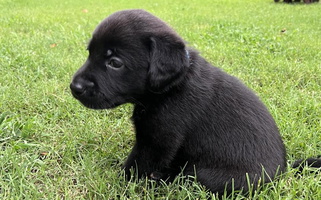 Black Colored Silver Ridge Labradors Retriever Labrador Retriever for Loganville, GA