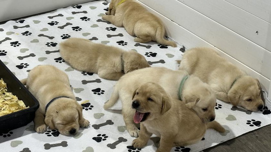 Yellow Colored Bohlken Labradors Reriever